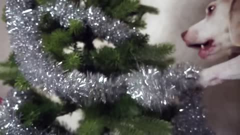 How to decorate Christmas Tree by dog | Funny Dog