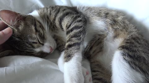 Small Sleepy Tiger Scratches His Little Nose