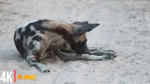 my pet african wild dog_Cut.mp4