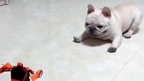 Funny dog video MUST WATCH💯 DON'T TRY TO STOP YOUR LAUGH🤣