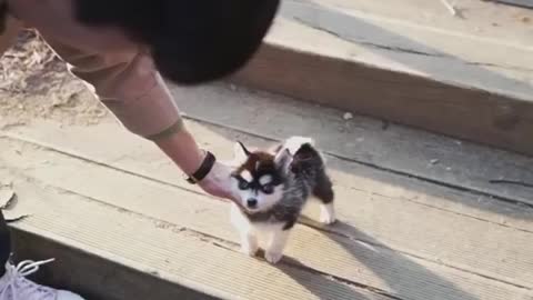 Teacup Husky Puppy, so small and cute