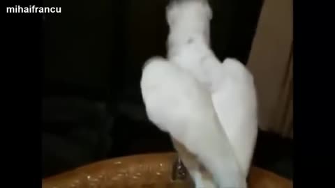 Funny and cute Parrots Dancing Compilation