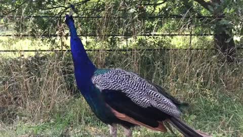 Peacock &amp; Peahen Voice Sound Effects Free Video Full HD