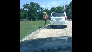 Friendly Camels! See how tall it is.