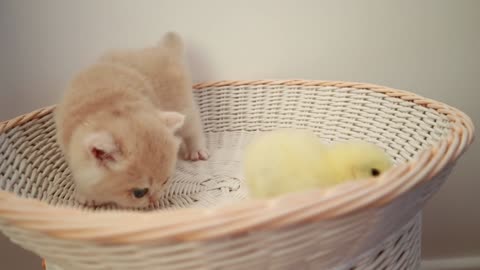 kittens with a little chicken