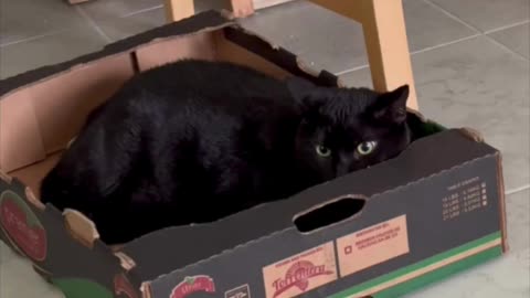 Adopting a Cat from a Shelter Vlog - Cute Precious Piper is a Fort Security Loaf #shorts