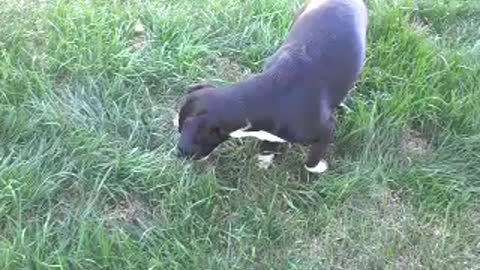 Puppy and bubbles