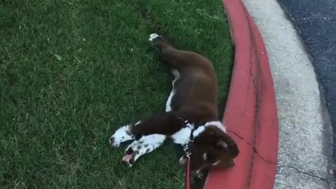 Australian sheperd dragged across grass