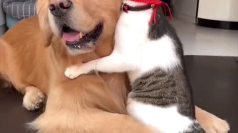 A Golden retriever and cat hugging to hopefully make your day | Cool Pets