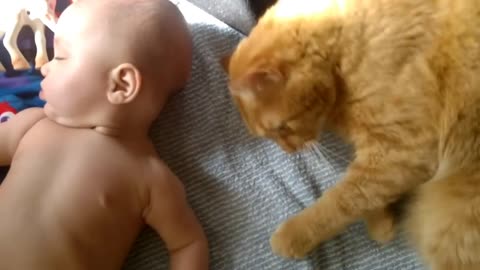 cat vs baby with love