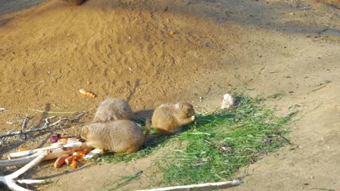 Prairie Dogs eating in a group