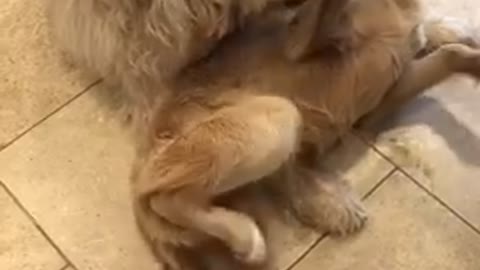 Two tan dogs lie beside each other in a kitchen