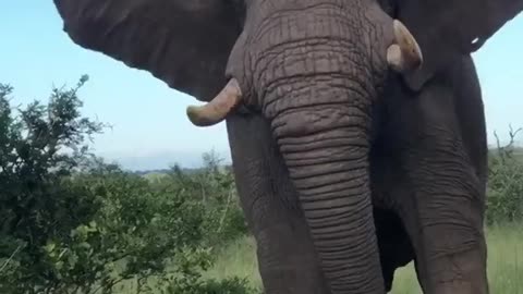 Elephant Video