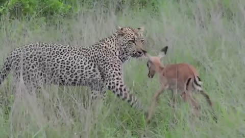 Most amazing animals attacks leopard chasing antelope antelope vs cheetaho