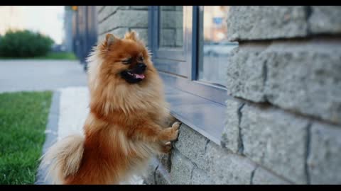 Dwarf Spitz dog waiting for owner outdoors