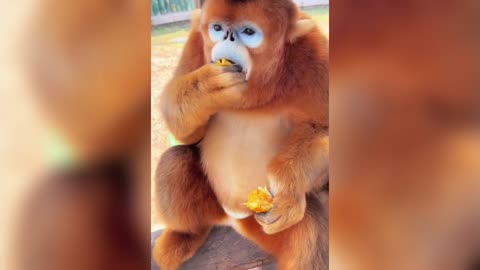 Golden snub-nosed monkey begging for food