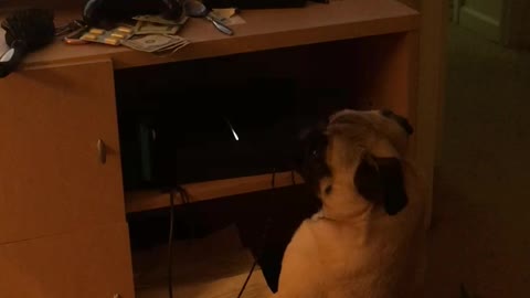 Pug Wants to Battle Video Game Character on TV