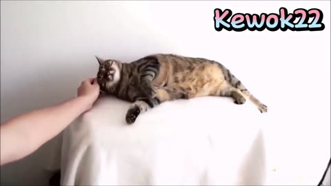 Melt Your Heart with this Adorable Funny Cat Video Compilation