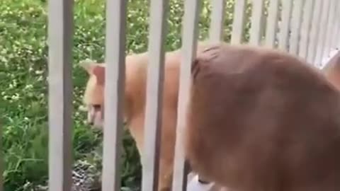 Funny Dogs Shorts Compilation😂😂😂Try Not to Laugh Ep 361 #funnyshorts #funny #catfunny #dogfunny_2