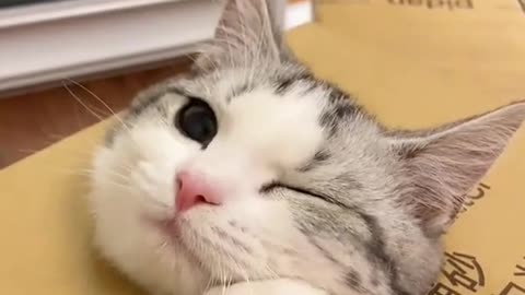 CUTE CAT