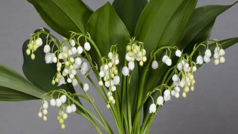 Lily of the Valley