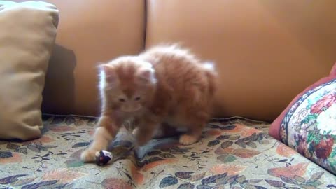 Little Kitten Playing His Toy Mouse