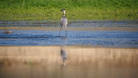 A beautiful stork in a wonderful lake