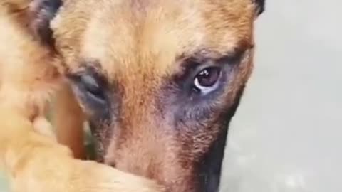 Awwww Poor Baby Dog 😷 Funny Dogs Videos 2021 ❤️😂💔😭