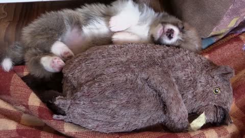 A cat sleep next to a doll and snore