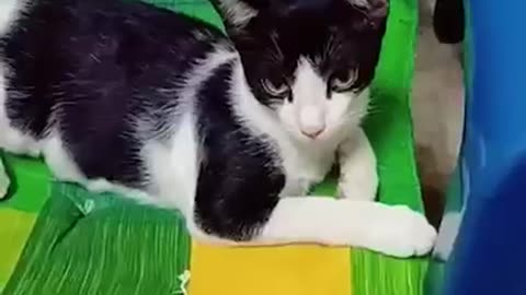 Cats funny video