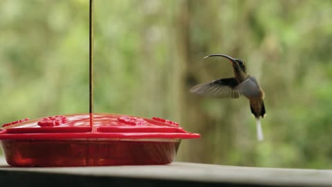 Humming bird drinks water 😊😍