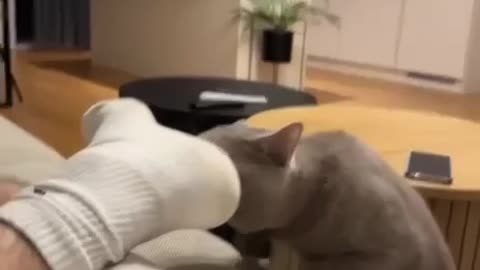 cat does not like the smell of those socks.