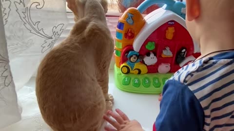 Watch This Cute Baby and Cat Playing in Adorable Playtime - Heartwarming Moments