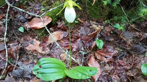 Lady Slipper