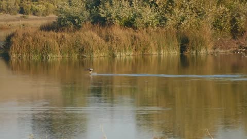 Bald Eagle Taking A Canada Goose at Grant Lake