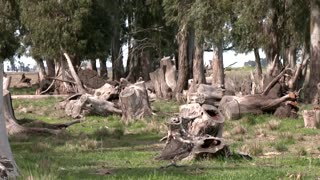 Argentine town battles a parrot invasion