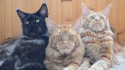 Maine Coon Boss Cat and His Bodyguards