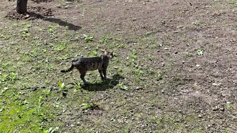 I gave food to a cat living on the street. The cat was very hungry.