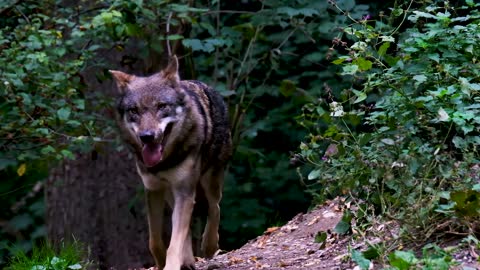 LOBOS! UM DOS ANIMAIS MAIS FANTÁSTICO DO MUNDO! UMA ESPÉCIE BASTANTE TEMIDA E TAMBÉM MUITO ADMIRADA