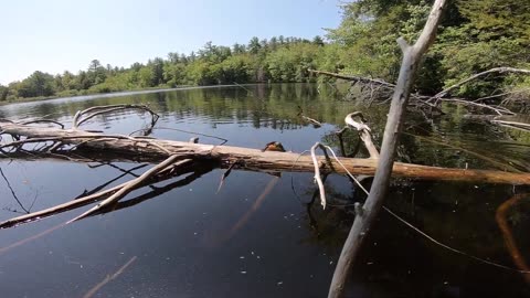 Painted Turtles