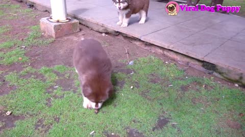 Viral dog puppy |five cute 1.5 mount Old alaska puppies playing on vung tau park