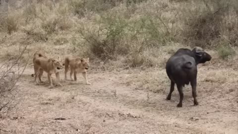 Lion vs Buffalo fight to Death | Wild Animals