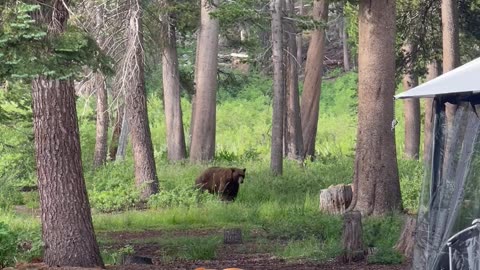 Bear walking really close to our campsite