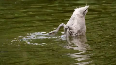 Swan Young Animal Diving Funny Animal World Water