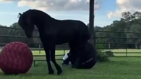 Horse Play With Ball Happy Good Vibes