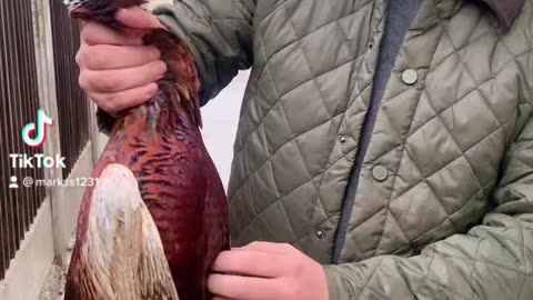 Field dressing a pheasant the easy way to breast a pheasant