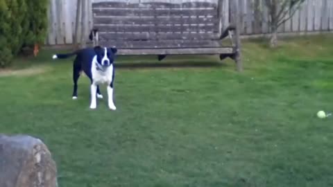 Dog playing with stuffed bunny