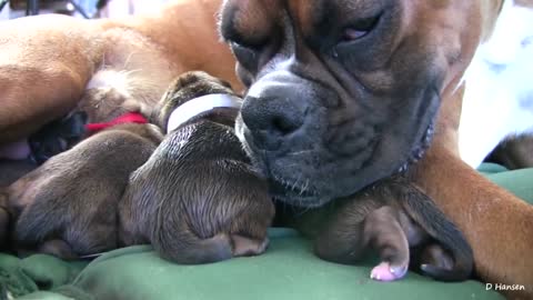 Amazing Puppy Birth (Part 1)