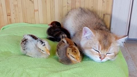 Which feline makes the ideal chicken mother?