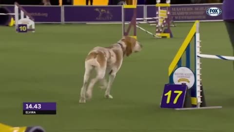 Best of 2022 Masters Agility Championships from Westminster Kennel Club | FOX Sports